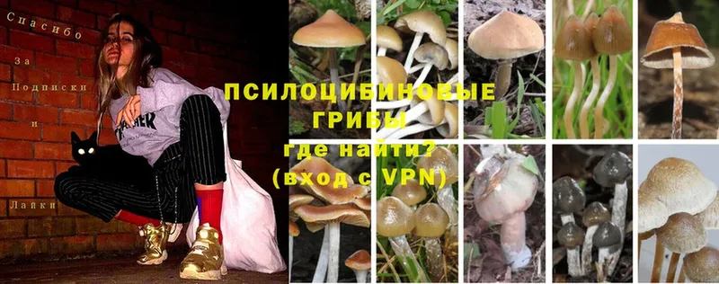 Галлюциногенные грибы Psilocybine cubensis  где найти   Кубинка 